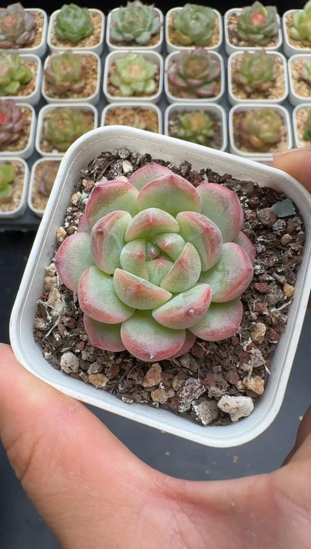 246G云禹多肉植物 脱土纸巾打包 3颗包邮