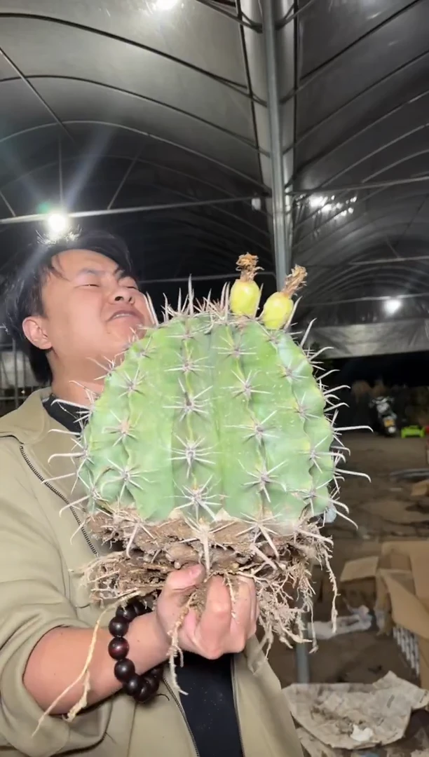 超大 雎鸠玉【实生根】