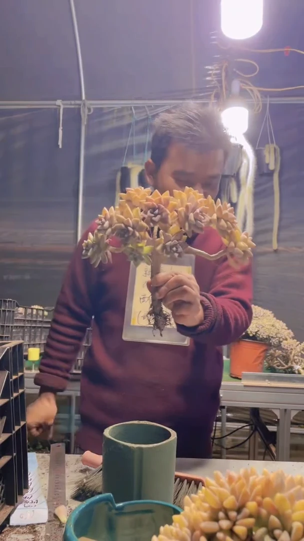 143淡雪缀化一物一拍