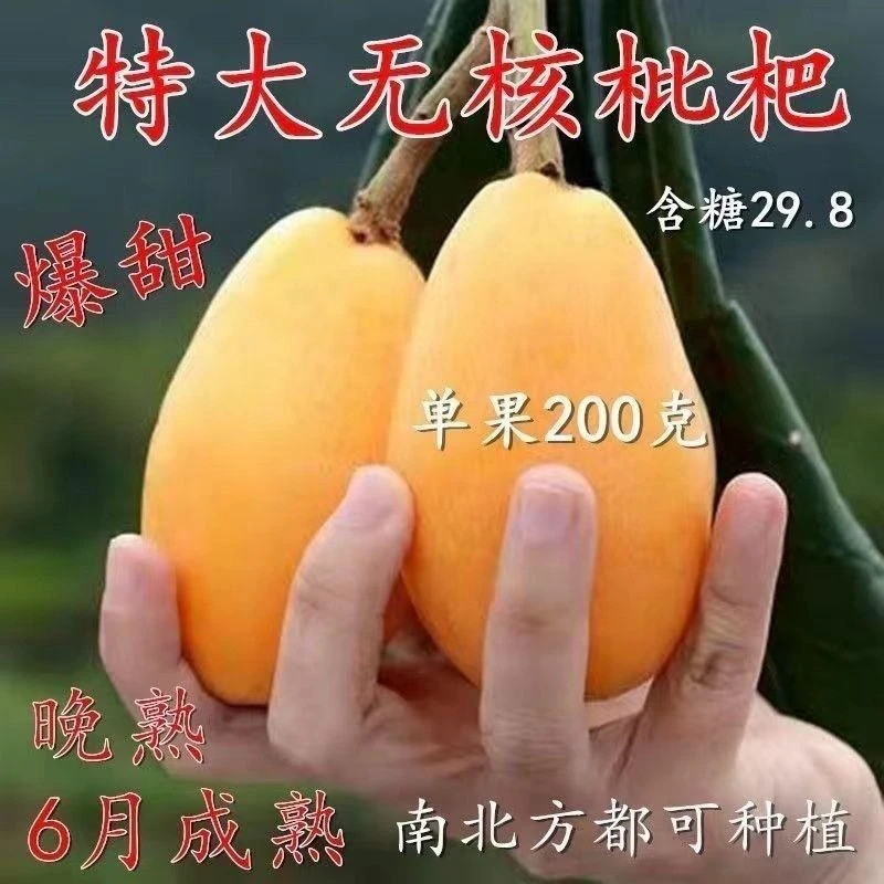 嫁接正宗大果无核砂糖枇杷果树苗耐寒品种南北方四季种植地栽盆栽