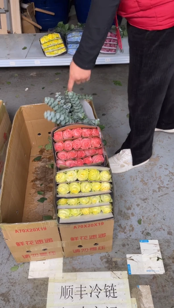 奶油杯2扎+戴安娜1扎+尤加利