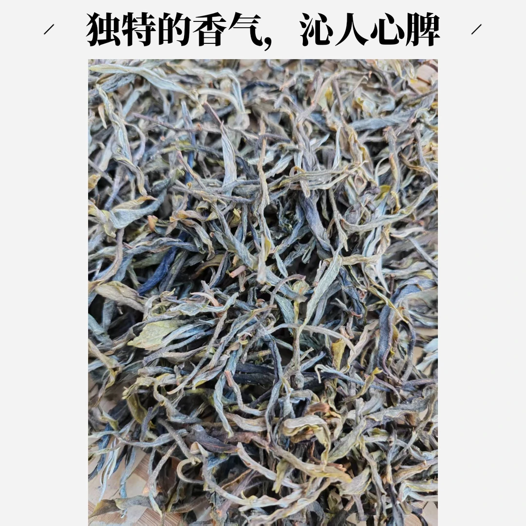 2024年 秋懂过古树单株