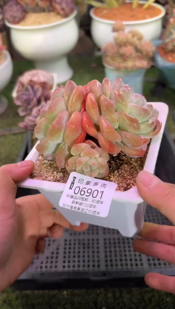 【闪购商品】06901