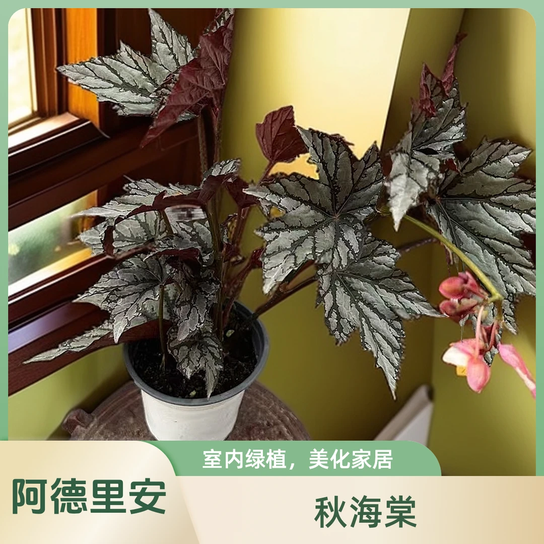 阿德里安 秋海棠热植 福利款不包叶损《两单包邮》