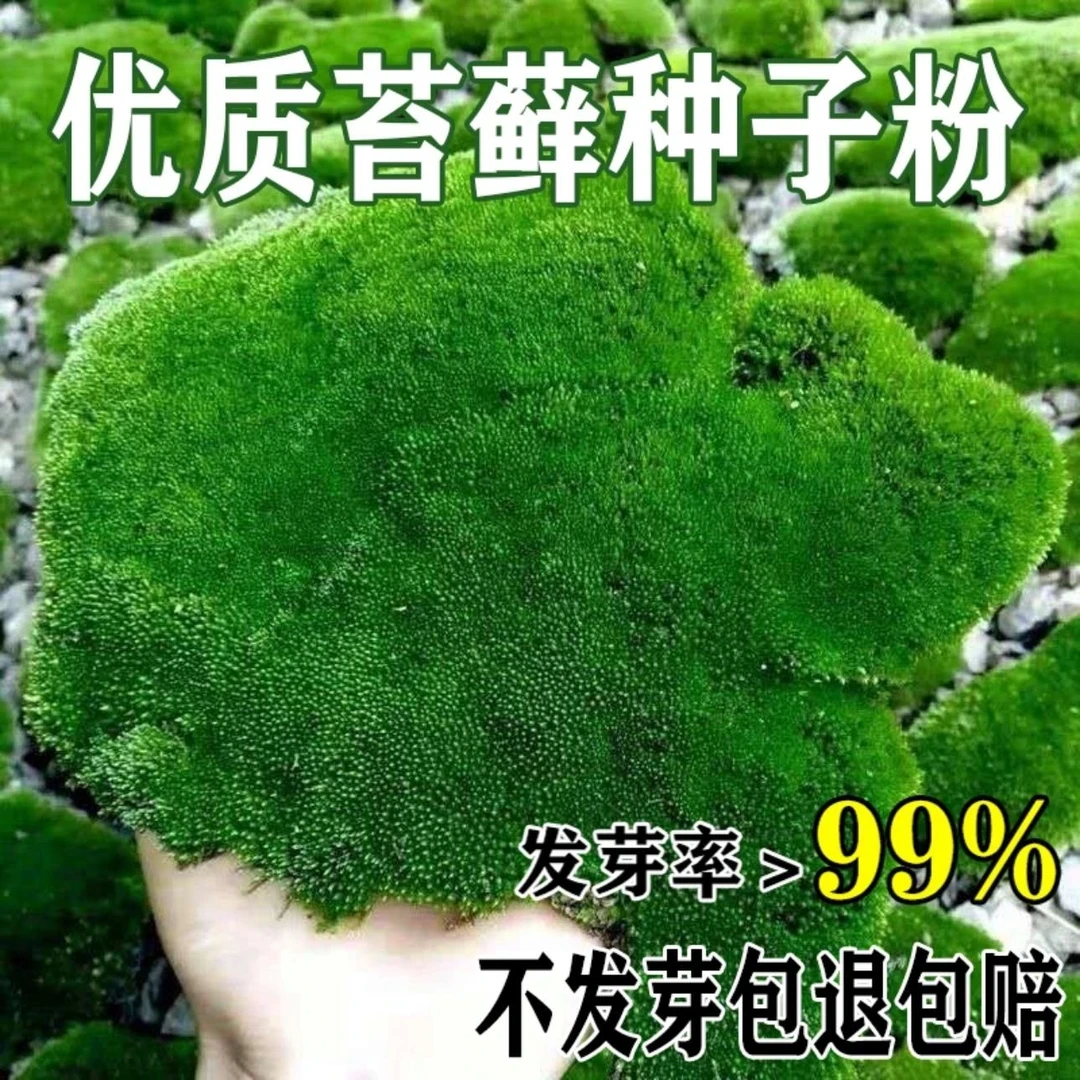 苔藓粉上水石吸水石盆景盆栽苔藓粉微景观植物青苔苔藓种子苔藓粉