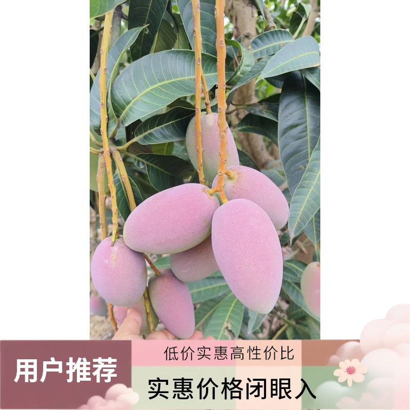 芒果乡广西百色田东正宗爆甜大贵妃