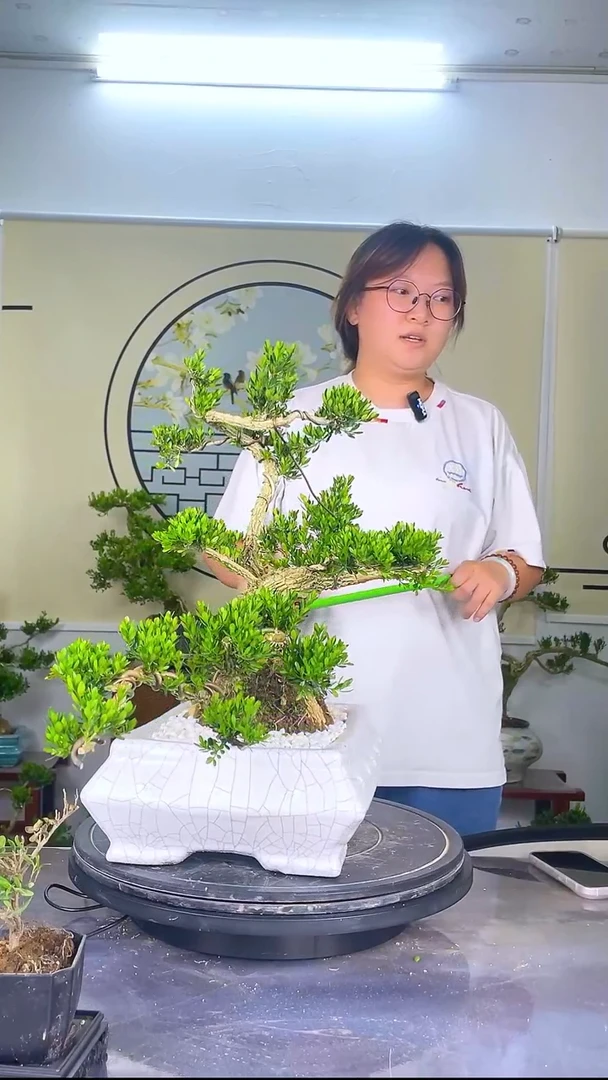 无花朵r**l广东雀舌黄杨