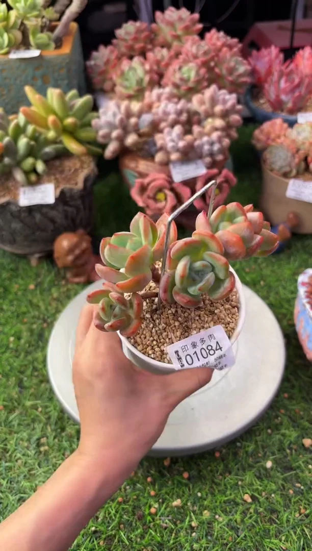 昆明印象多肉01084
