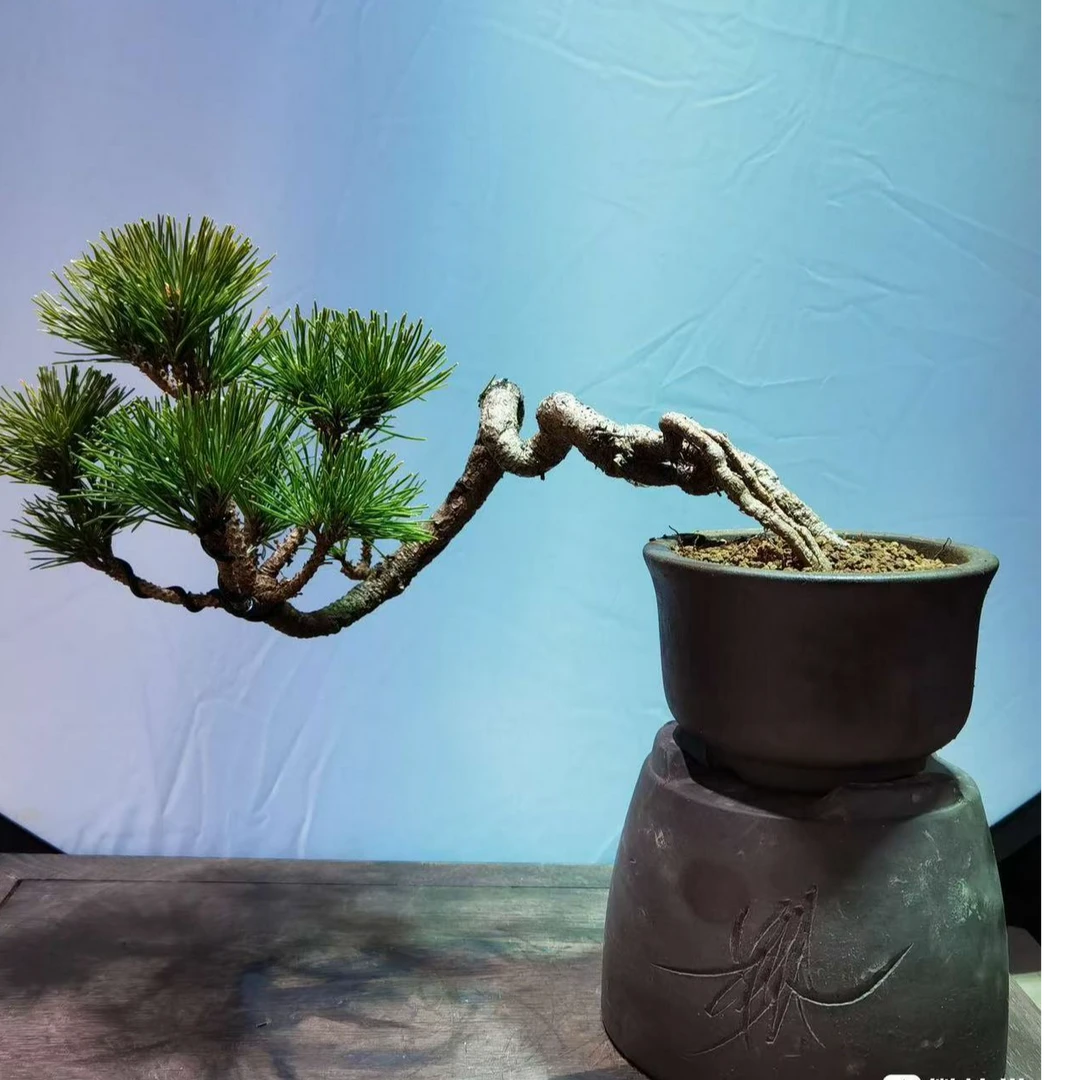 黑松盆景造型一物一拍