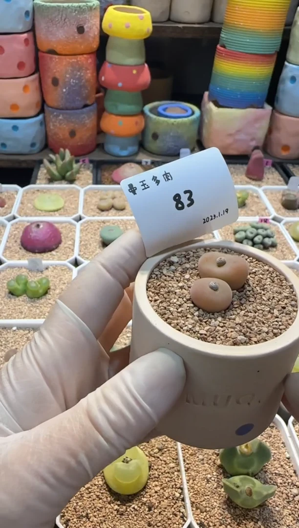 【闪购商品】25.1.19--83开心