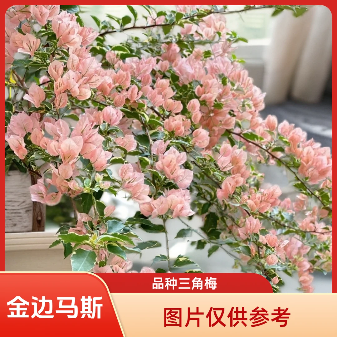 【三禾】0.25原生金边马斯盆苗三角梅1
