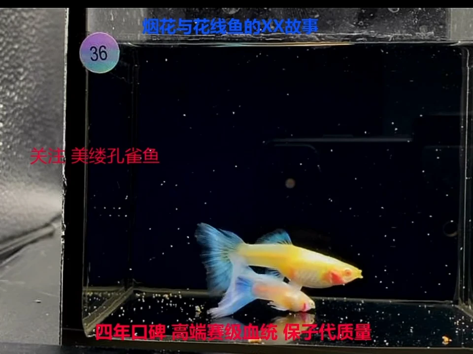 孔雀鱼赛线蓝白压成精品体验一对