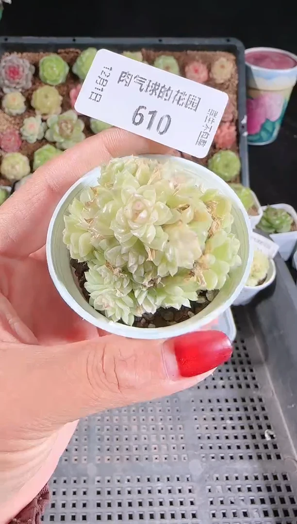 1201-610明月珠多肉群生不包整