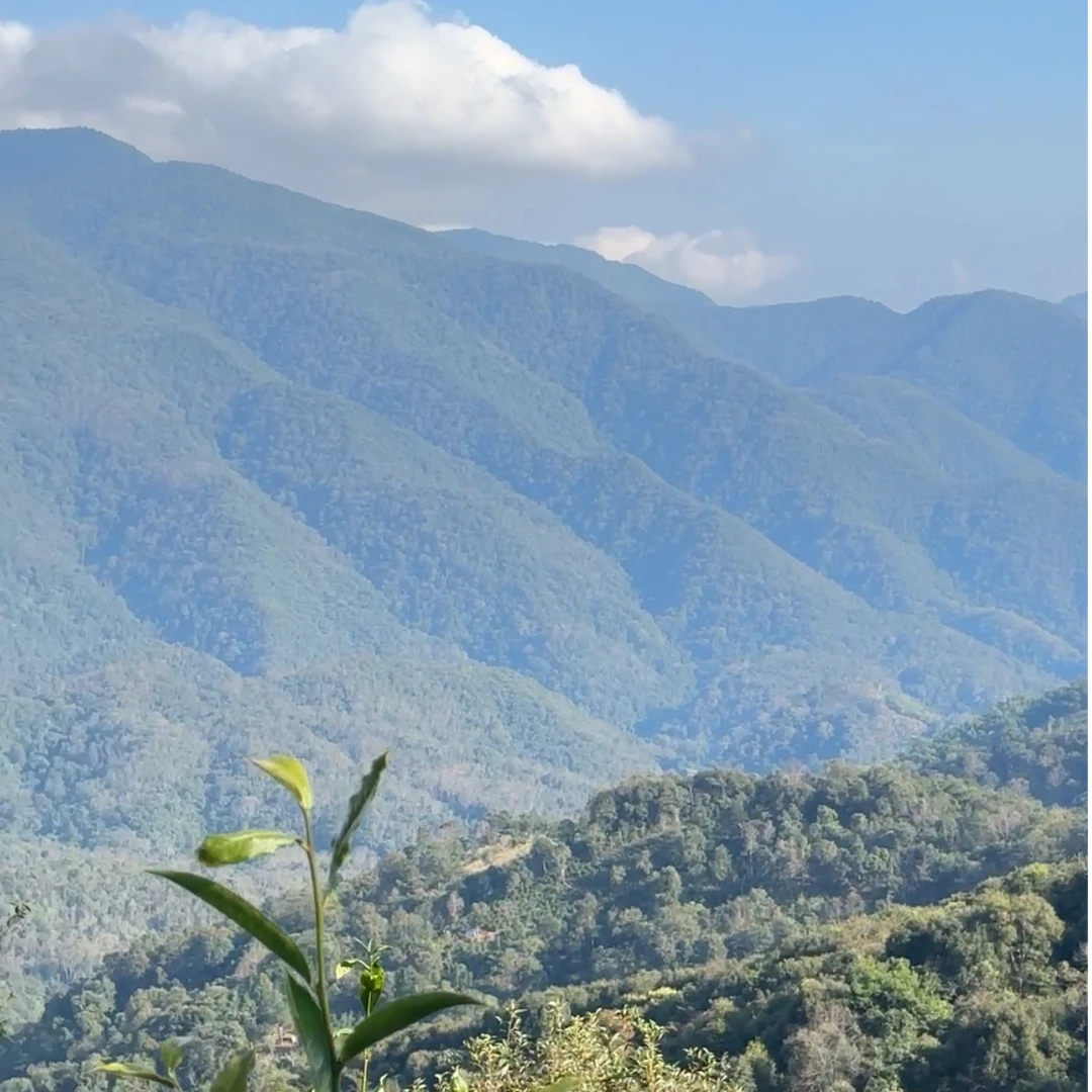 2025年白茶园古树【核心产区】-春 普洱茶生茶散茶