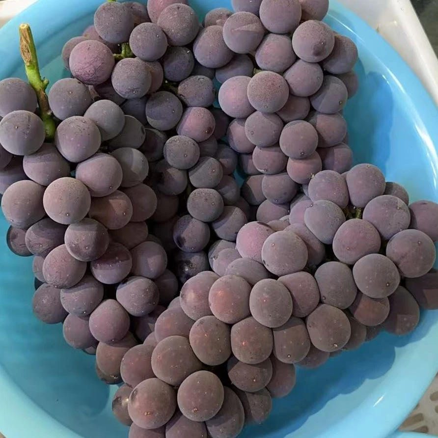 【果叔源选】青岛当季甬优葡萄1串/2串 （串1.5-2.5斤颗粒有大有小）