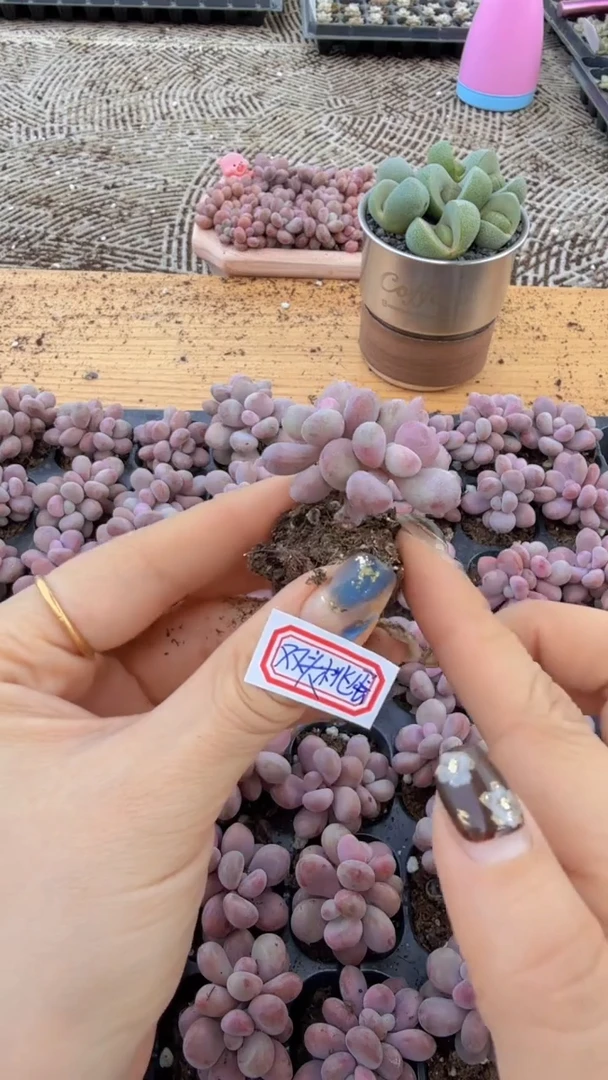 双头桃蛋 1颗 量拍多肉植物