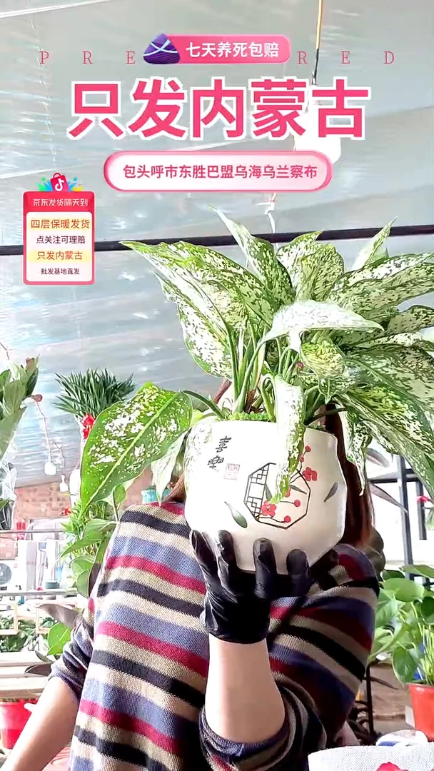 完全开放土培陶瓷皇后翡翠