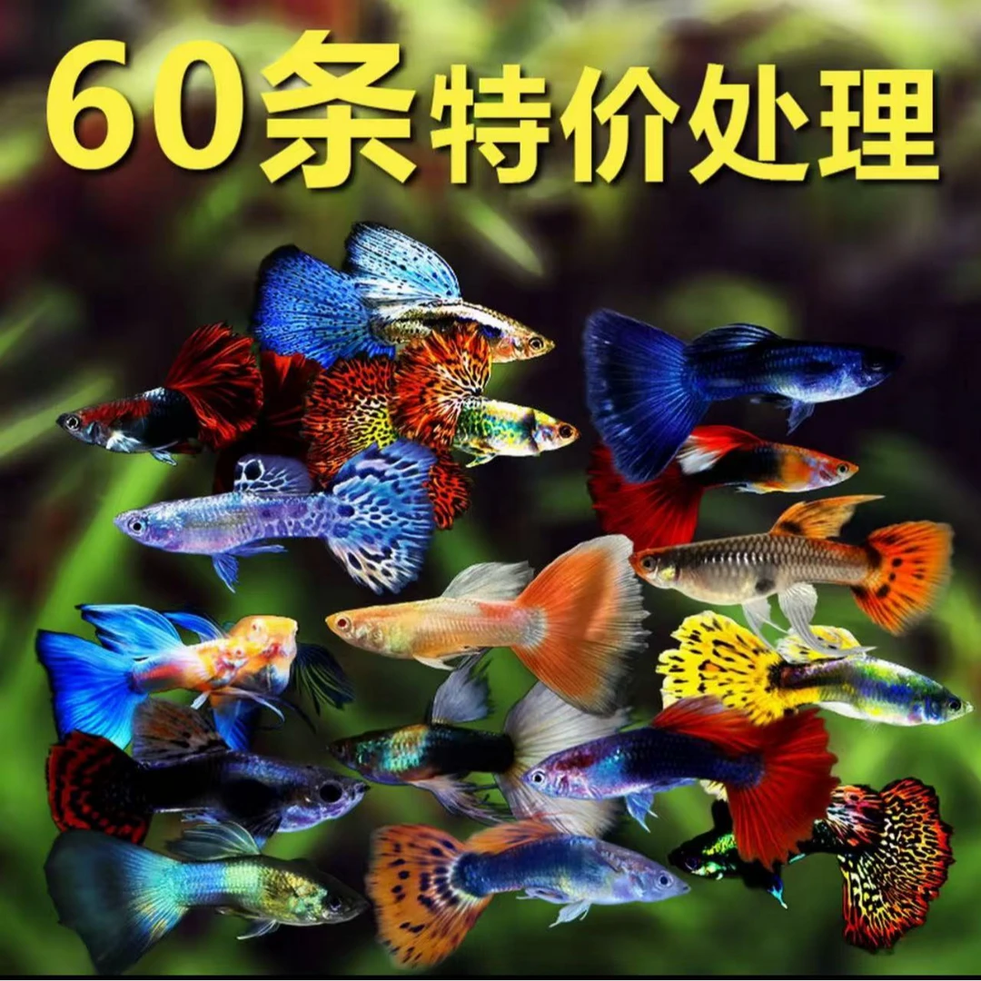 孔雀鱼花孔雀杂袍花袍孔雀热带鱼观赏鱼活体新手孔雀练手养鱼饲养