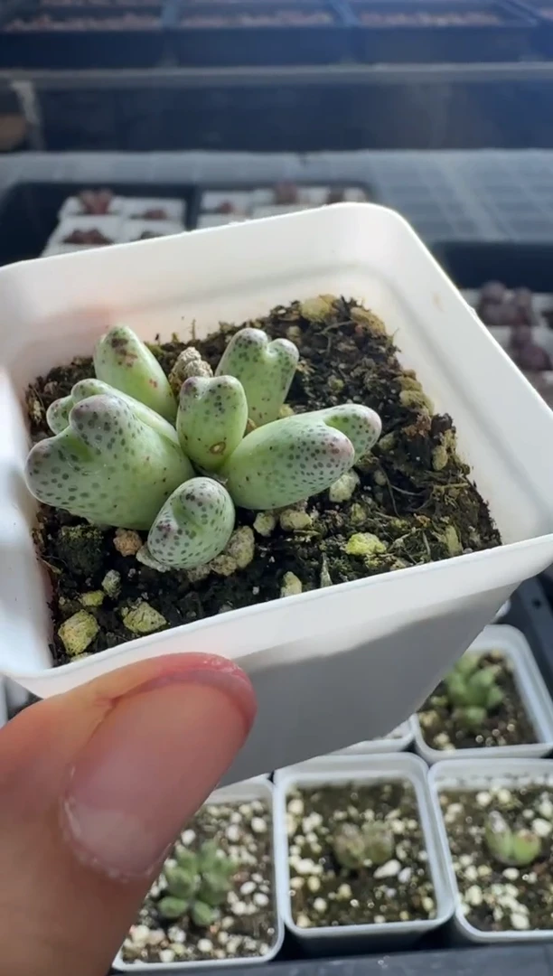 肉锥多肉植物5-4