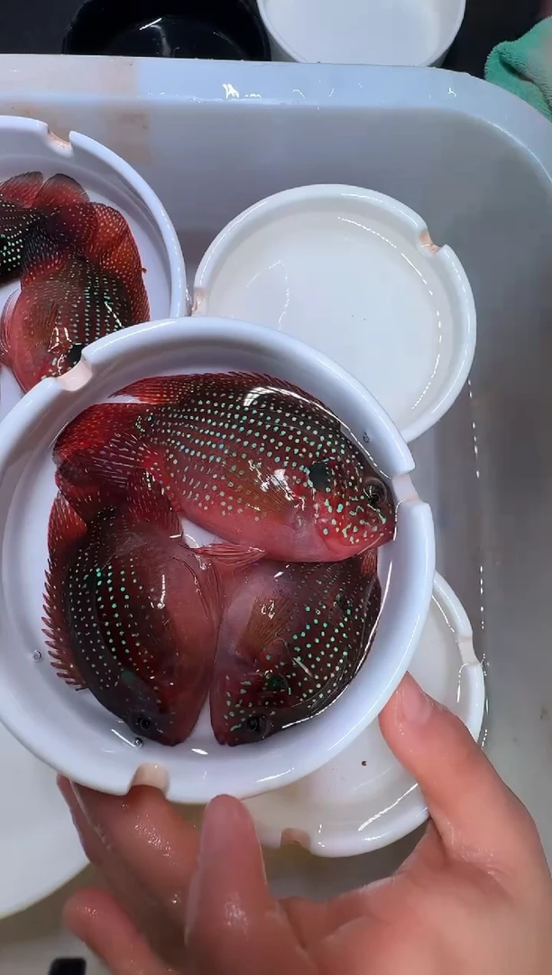 红宝石鱼1公2母红宝石