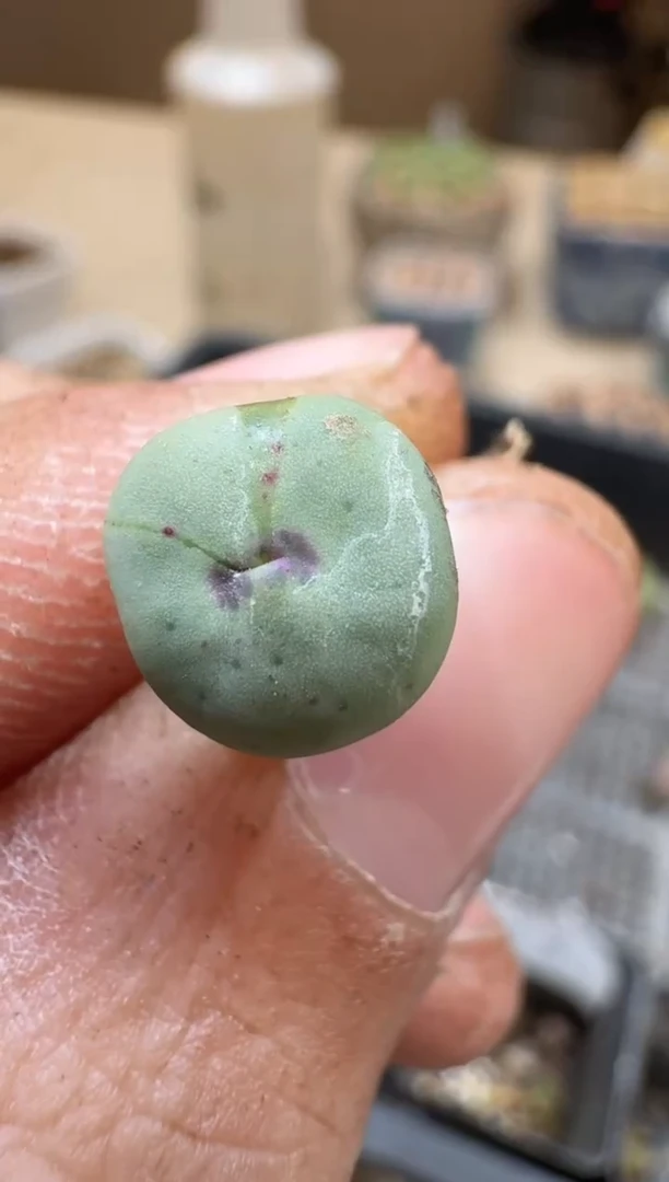 29-269多肉植物肉锥