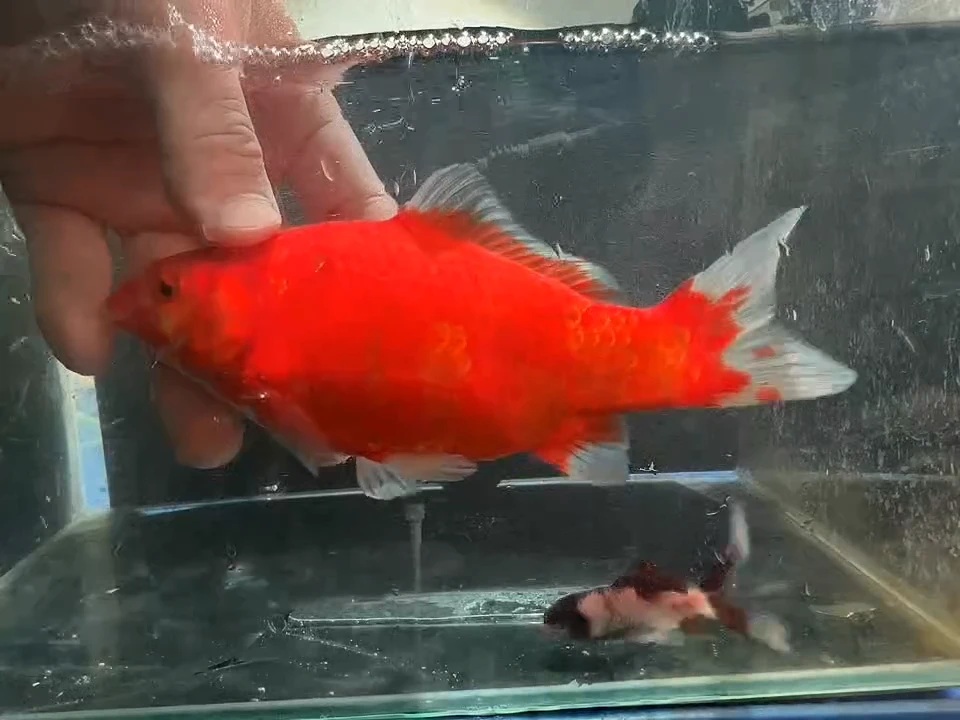 金鱼短尾草金专拍链接101