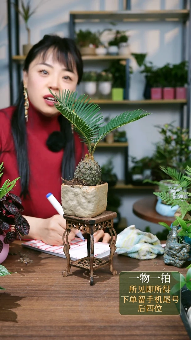 【闪购商品】52---8007铁树石头三