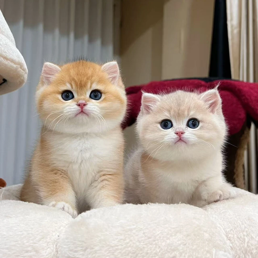 亿只宠物、金渐层、兰金渐层、金加白、金三花