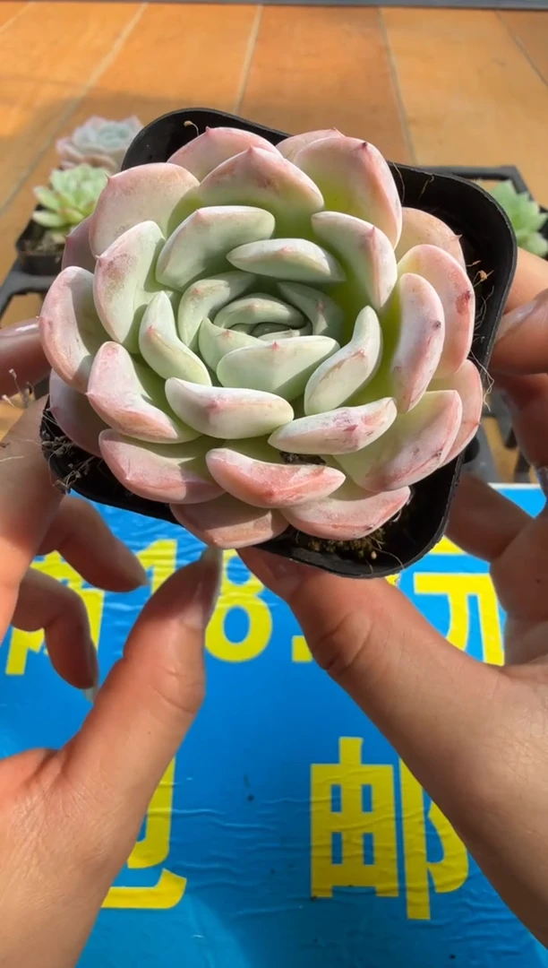 东云多肉园二店-158
