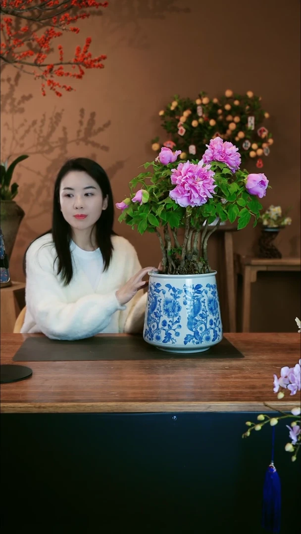 【闪购商品】盆景牡丹花