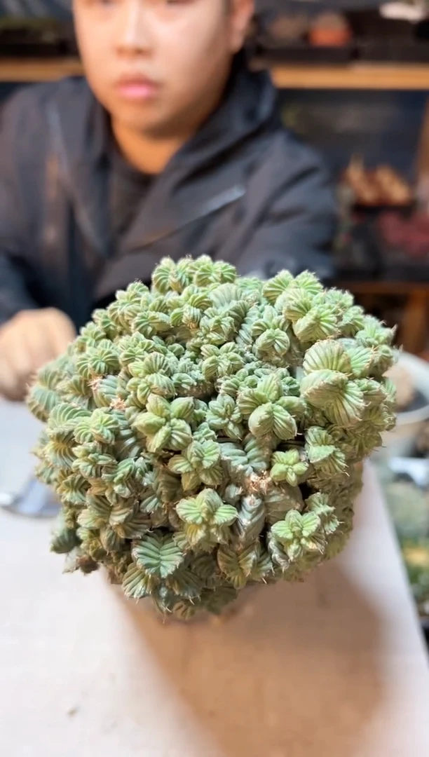 【闪购商品】晚2号五星花笼11公分带柱