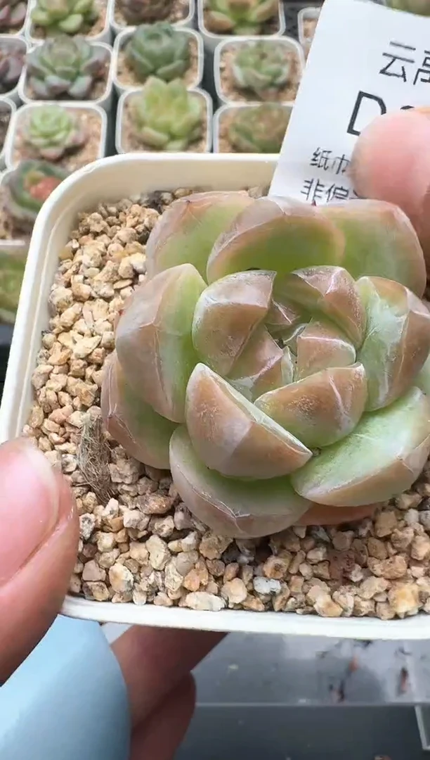 313D云禹多肉植物 带盆土纸巾打包 3颗包邮