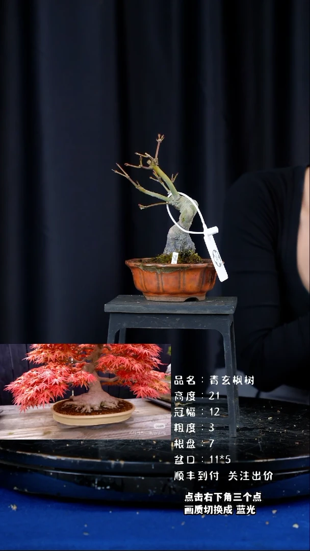 【闪购商品】青玄枫树