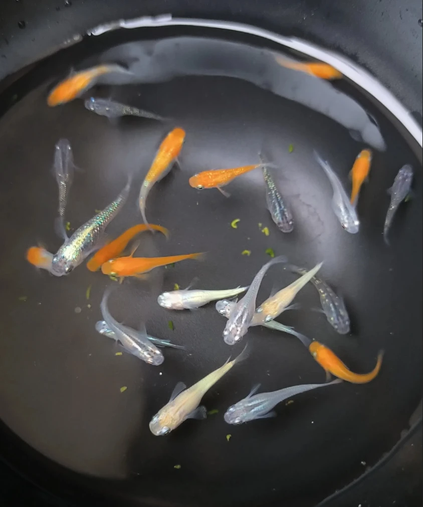 观背青鳉（一物一拍）直播间专用