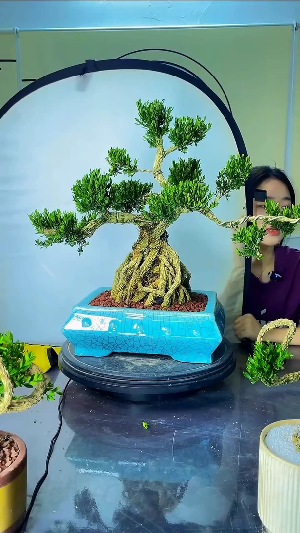 完全开放广东皱皮雀舌黄杨高端盆景