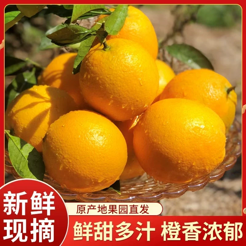 【现摘现发】赣南脐橙薄皮多汁坏果包赔