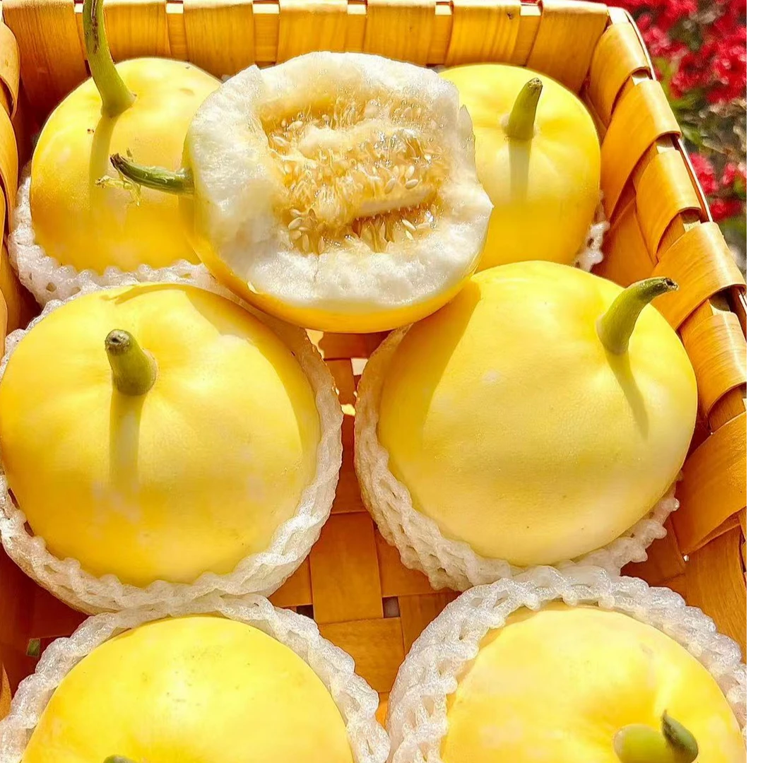 【瓜香四溢】正宗沂蒙山小蜜罐小蜜蜂甜瓜香果现采现摘产地直发