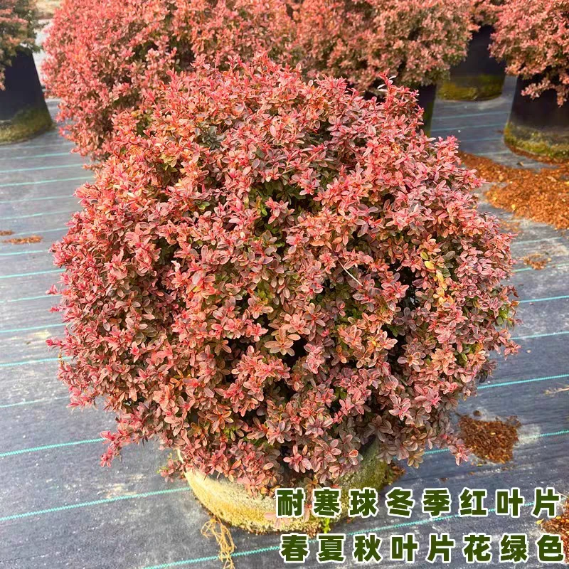 耐寒变色高档精品小丑火棘球火棘塔柴用于花园设计搭配花镜