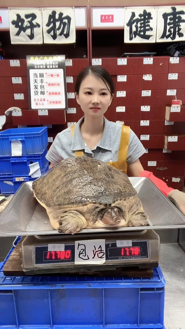 中国大陆谢****）一只17斤甲鱼