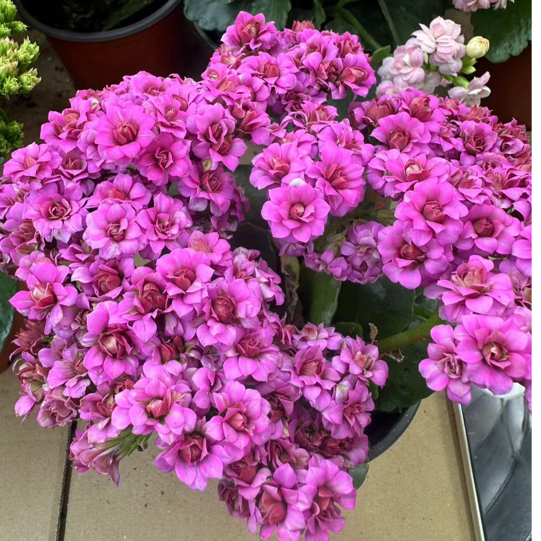 蝴蝶紫【140盆】重瓣长寿花带花苞美观鲜花盆栽室内阳台好养懒人