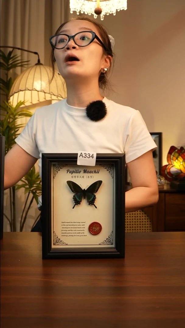 绿带翠凤蝶真蝴蝶A334