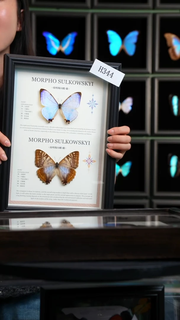 ?****n微瑕蝴蝶标本摆件一口价H344