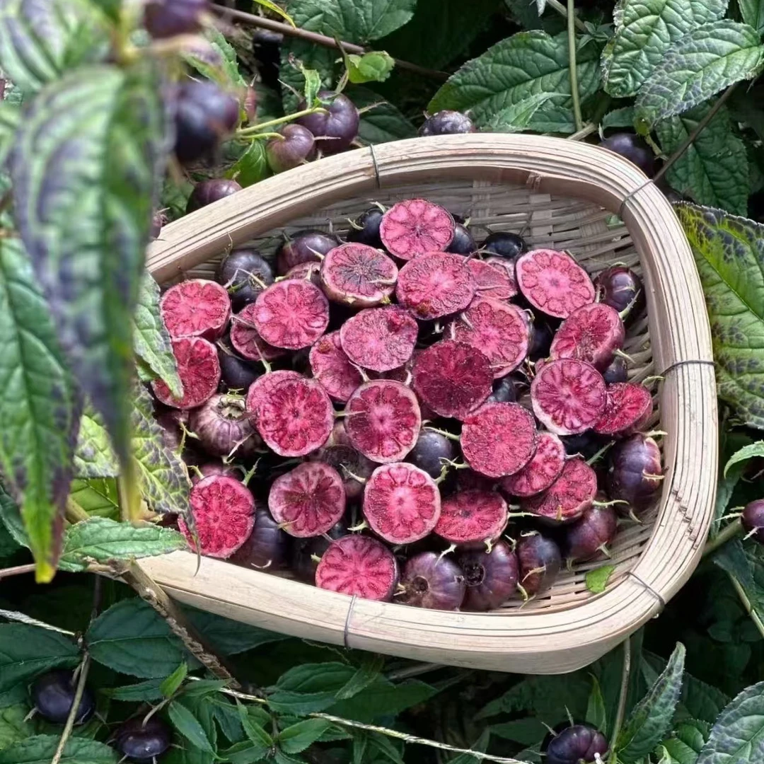 云南高山红果参稀有水果水果蜘蛛果