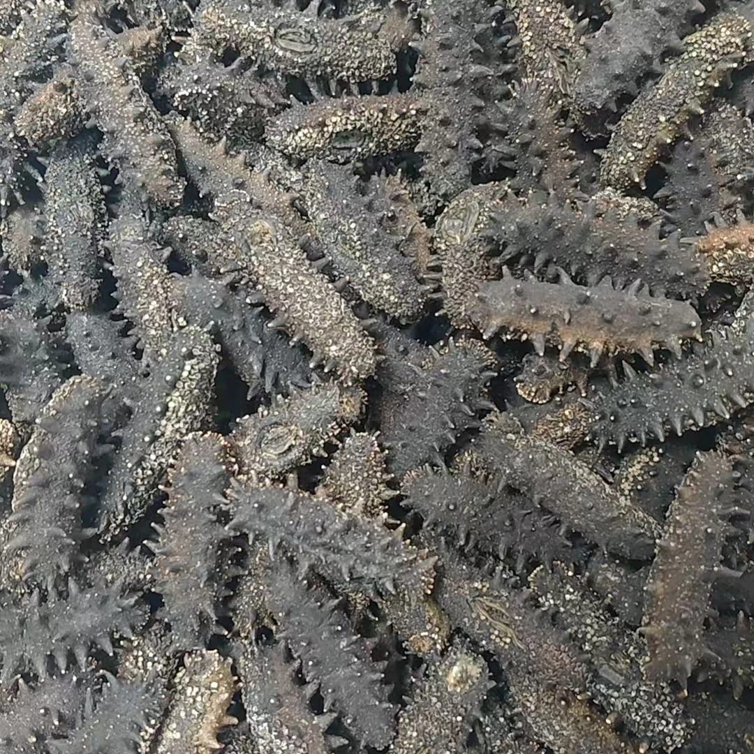 威海【真国标】深海纯淡干海参250g  50-60头