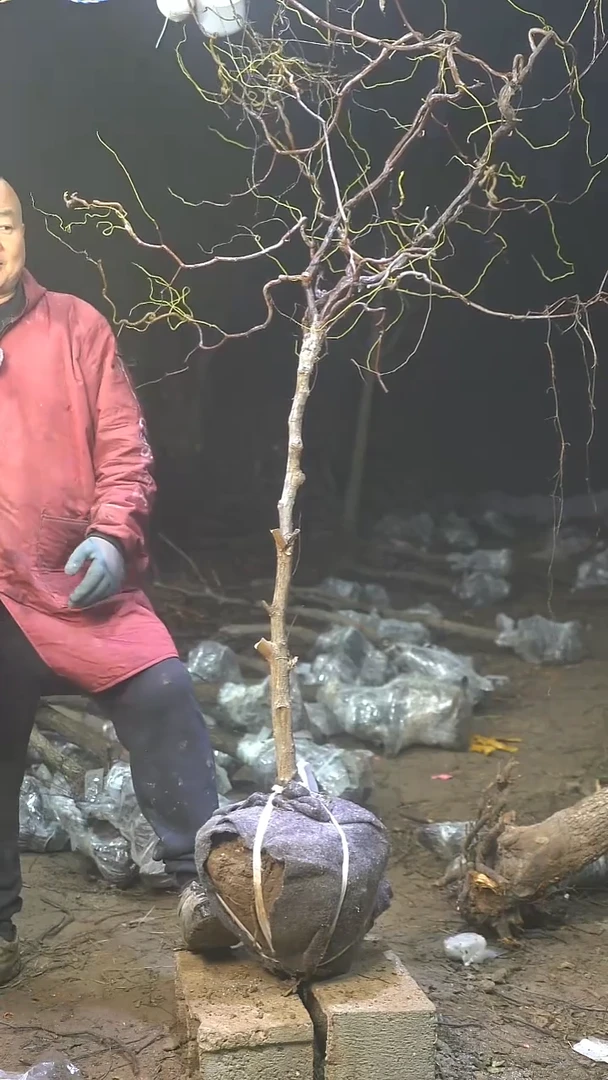 完全开放枣树438