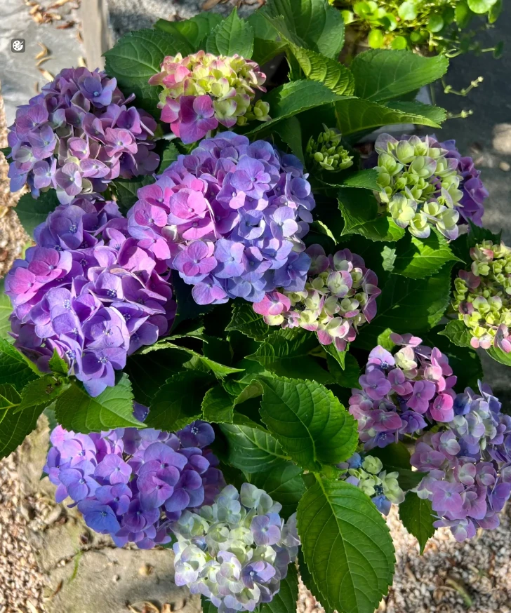 【七彩沉香】绣球带花苞发货耐热耐寒易养护适合阳台庭院种植