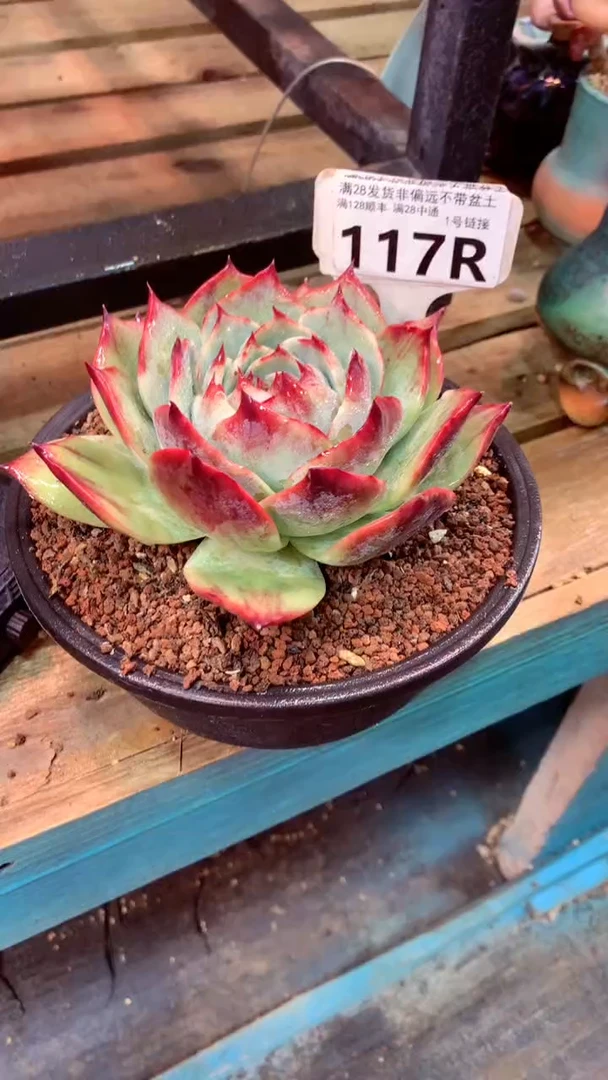 117R（一物一拍实付满28发货，默认不带盆土）