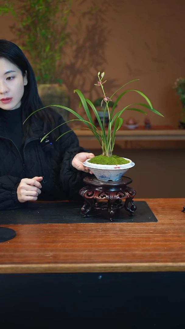 全部花朵仙山红盆景盆景