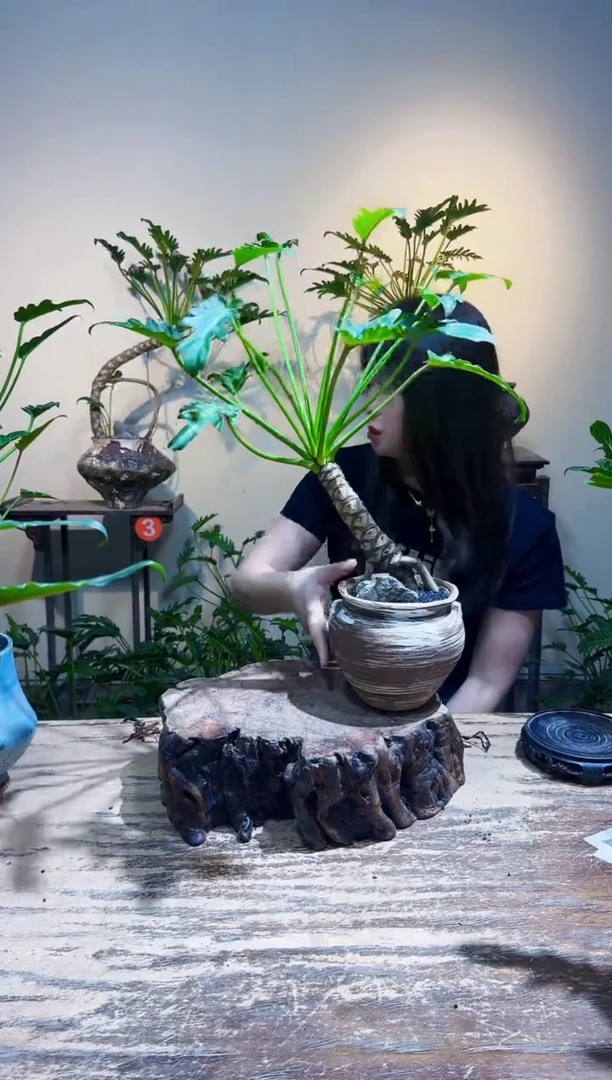无花朵一**风优惠价优惠价98