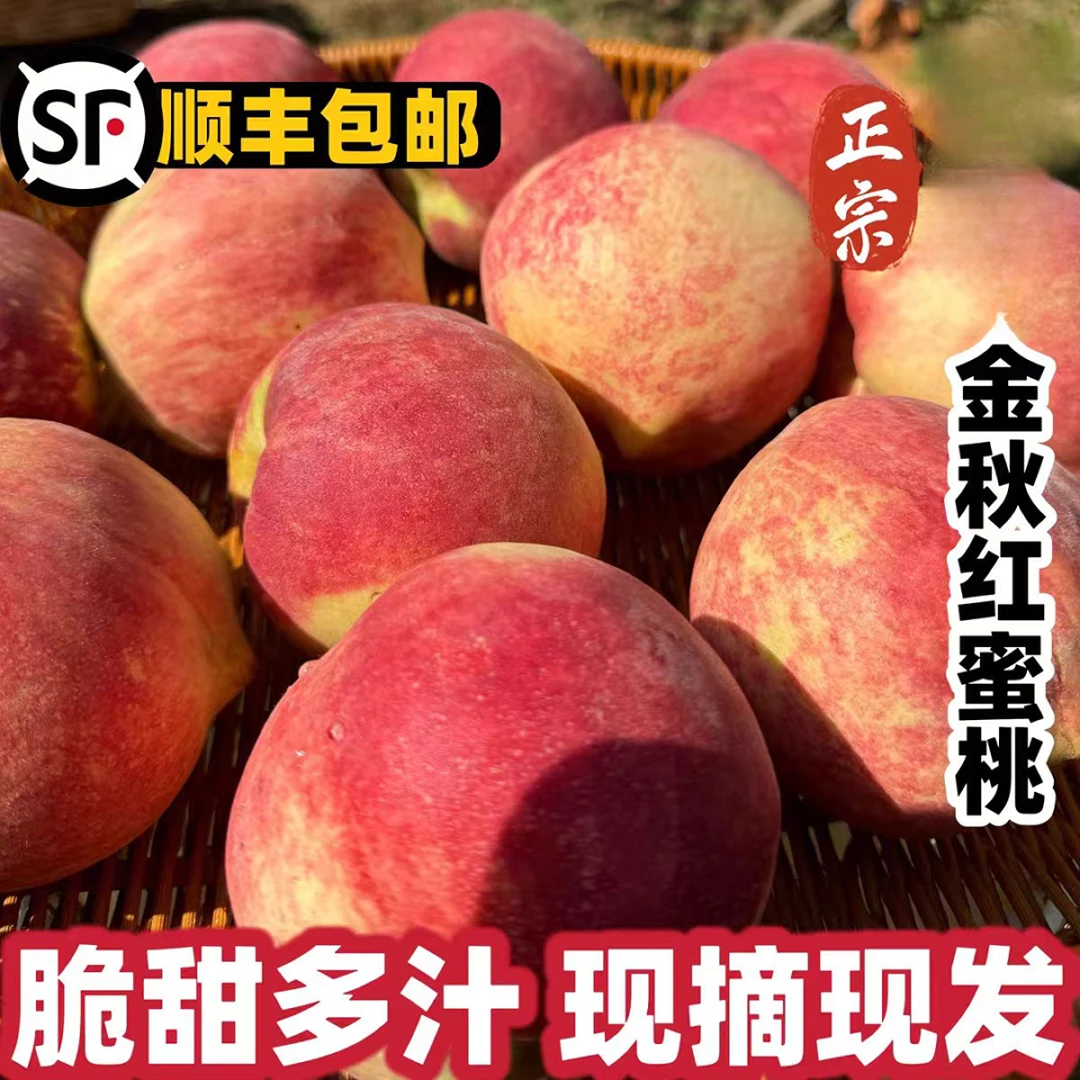 金秋红蜜桃山东产地新鲜脆甜多汁当季水果现摘
